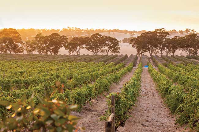 Shiraz Wine Australia