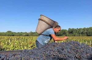 Bordeaux 2018 red wines
