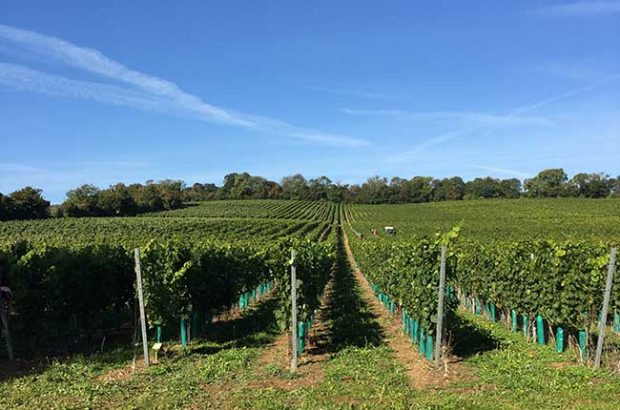 UK winemakers storage