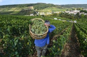 value white Burgundy 2017