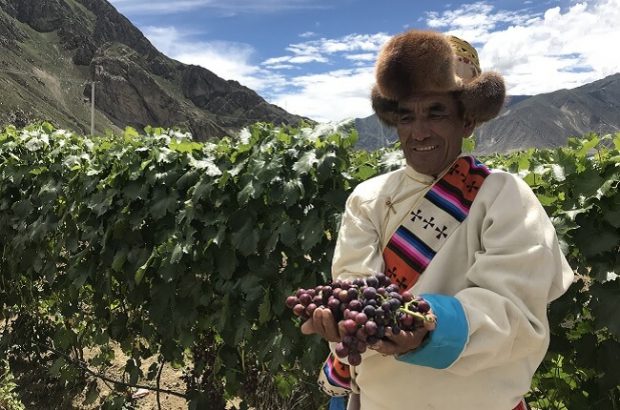 world's highest vineyard