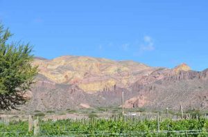 Quebrada de Humahuaca vineayrds