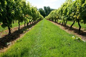 english vineyard sites