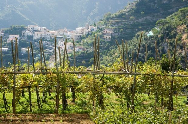 campania wines, amalfi