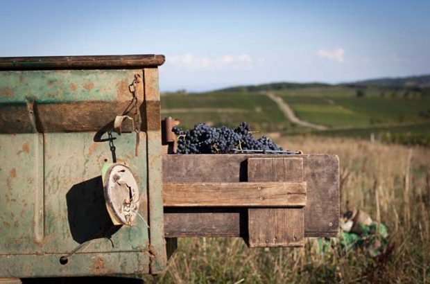 Côte Chalonnaise & Côte Mâconnais 2017