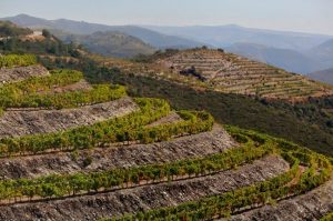 wine terroir