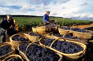 value red Burgundy 2017
