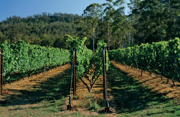 Apsley Gorge vineyard Tasmnaia