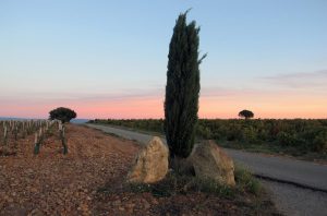 Rhône 2017 Châteauneuf-du-Pape