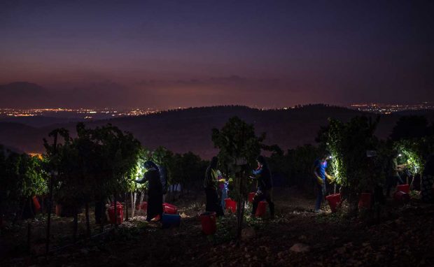 grapes picked at night
