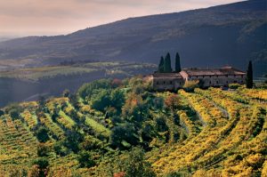 Valpolicella wine