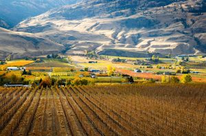 British Columbia wines against international benchmarks