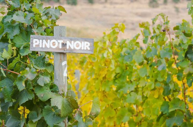 New Zealand Pinot Noir wines