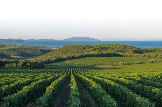 Leonardo Raspini joins Tenuta Argentiera