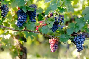 Champagne grapes