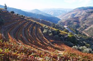 Quinta do Noval single varietal wines