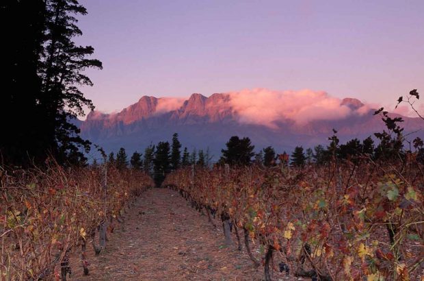 new south africa wine