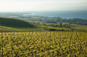 Vaud grapes