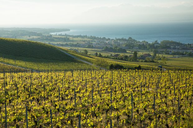 Vaud grapes
