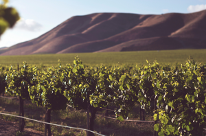 Average vine age
