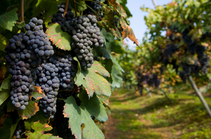 New world Nebbiolo