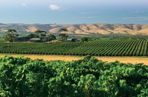 Serafino vineyards and winery buildings in McLaren Vale, set against the Willunga Hills