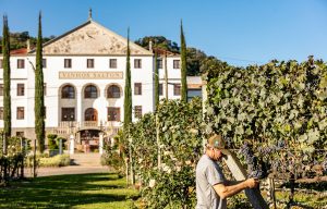 Brazil Wineries