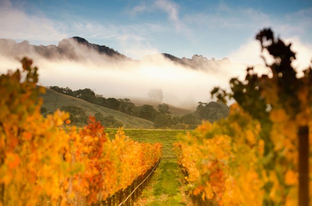 California wine region