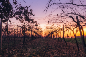 Climate change wine