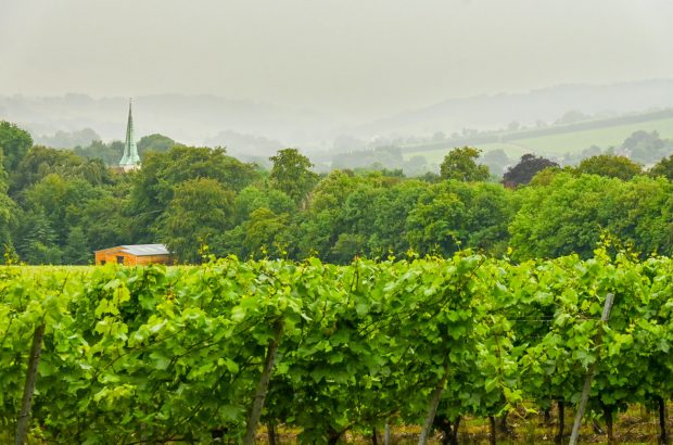 Simpsons' Wine Estate