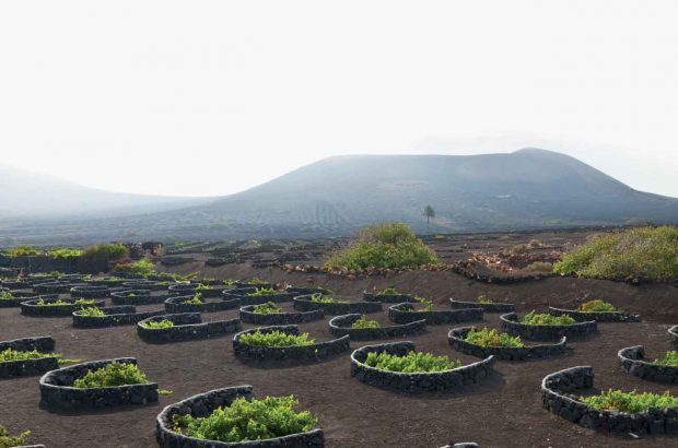 Malvasía vines in the volcanic soil at La Geria in Lanzarote on the Canary Islands