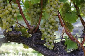 Sauvignon Blanc differences, Loire vs Marlborough