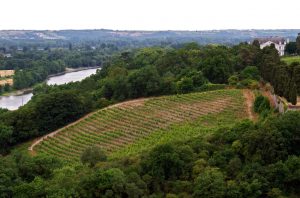 Savennieres wine region