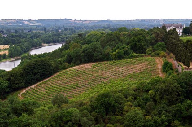 Savennieres wine region