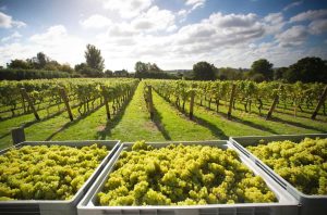uk wines
