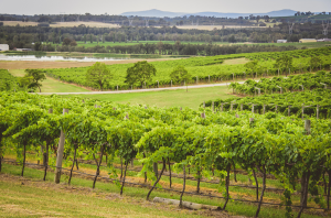 Australian sparkling wine