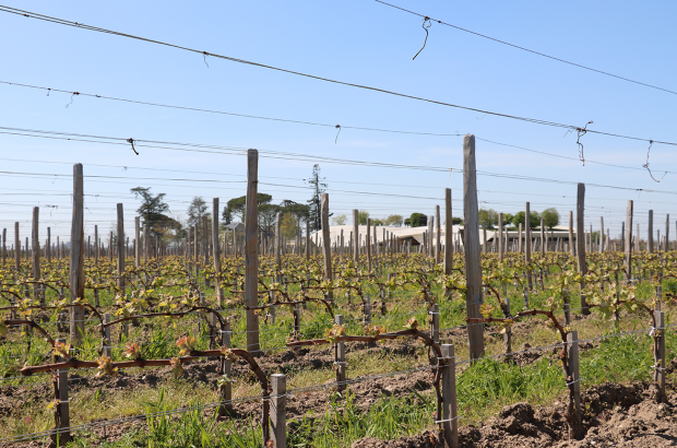 Bordeaux vineyard prices