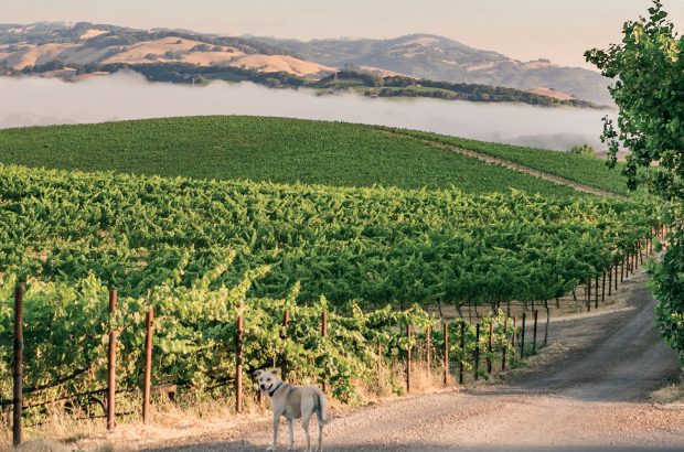 Fog over the Cline Family Cellars Catapult Ranch Vineyard, Petaluma Gap