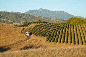 Healdsburg wineries