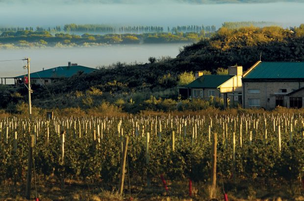 Patagonia wines