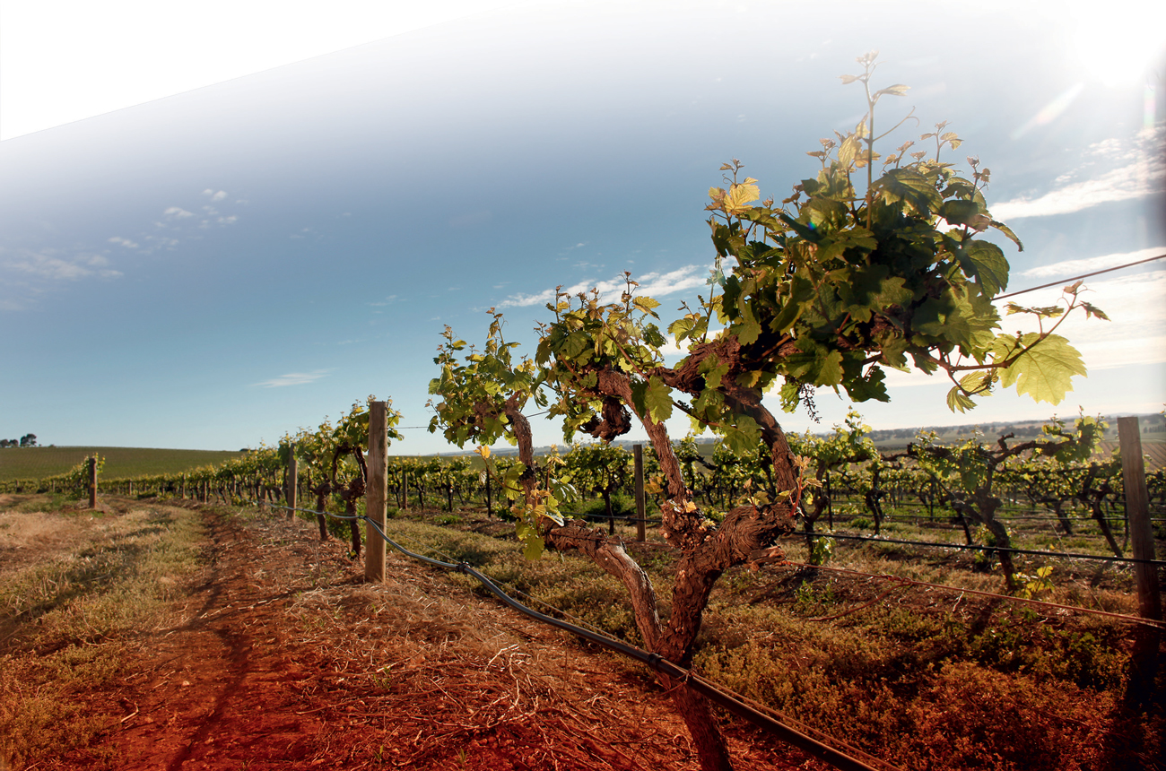 Wendouree: Taking it Slowly - Decanter