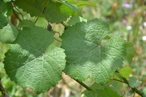 wine grape dna tests