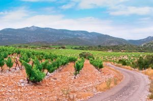 Typical garrigue scrubland adjacent to Domaine d’Aupilhac’s vines in Montpeyroux