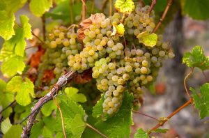 savagnin wine grapes