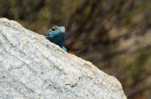 David & Nadia Swartland
