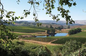 Elgin wine region