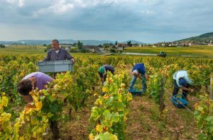 montrachet 2016 drc