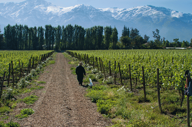 Patagonia wines, Aquitania’s vineyards in Malleco