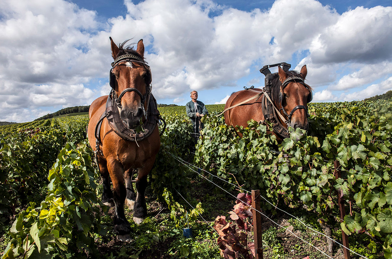 Champagne de Watere horses
