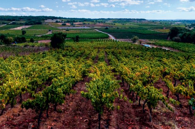 Old Carignan vines at Mas Gabriel in the village of Caux